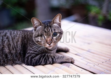 Blind Cat Or Injured Cat Looking With Only One Eye And Lying On The Table, Poor Stray Cat. Cat With 