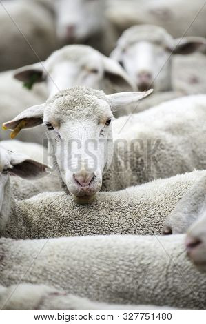 Group Of White Sheep, Close Up, Hudled, Moving, In-transit, Herd
