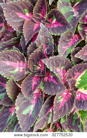 Coleus Plant With Brightly Colored Leaves. Patterned Purple-green Coleus Leaves Background. Closeup