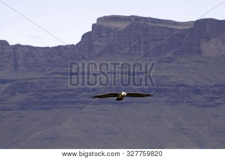 Endangered Bird Of Prey, Lammergeier, Bearded Vulture, In The Drakensberg, Giants Castle, Kwazulu Na