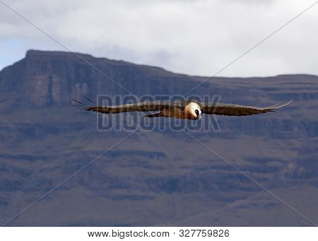 Endangered Bird Of Prey, Lammergeier, Bearded Vulture, In The Drakensberg, Giants Castle, Kwazulu Na