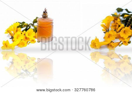 Close Up Of Yellow Colored Flower Called Allamanda Or Allamanda Cathartica Or Allamanda Schottii Iso