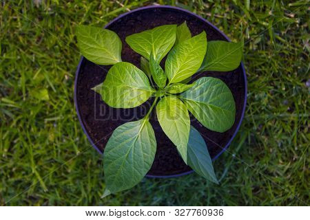 Chili Saltillo Plant. Closeup Photo From Above. Green Background And Green Leaves, Dark Soil. 5 Week
