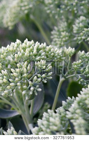 Lot Of Blooming Hylotelephium Telephium White Flowers With Green Leaves And Stems