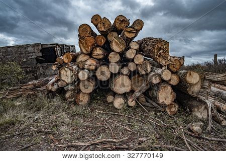 On A Cloudy Autumn Day Along The Road In The Mud There Are Many Rough Logs Of Softwood. In The Backg