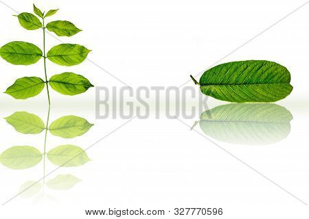 Rangoon Creeper Or Chinese Honeysuckle Or Madhu Malti Or Combretum Indicum Vine Plant's Leaves Along