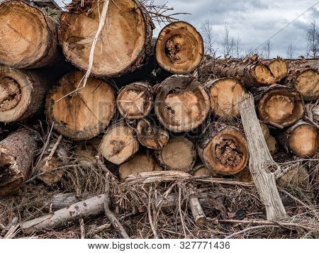 On A Cloudy Autumn Day Along The Road In The Mud There Are Many Rough Logs Of Softwood. In The Backg