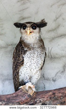 Portrait Of Angry Frightened Barred Eagle-owl, Also Called The Malay Eagle-owl, Awaked And Disturbed