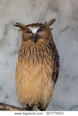 Portrait Of Angry Frightened Buffy Fish Owl, Ketupa Ketupu, Also Known As The Malay Fish Owl, Awaken