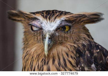 Portrait Of Angry Frightened Buffy Fish Owl, Ketupa Ketupu, Also Known As The Malay Fish Owl, Awaken