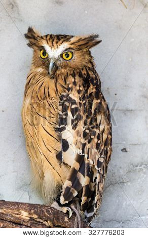 Portrait Of Angry Frightened Buffy Fish Owl, Ketupa Ketupu, Also Known As The Malay Fish Owl, Awaken