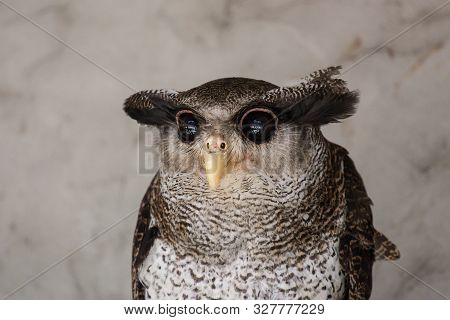 Portrait Of Angry Frightened Barred Eagle-owl, Also Called The Malay Eagle-owl, Awaked And Disturbed