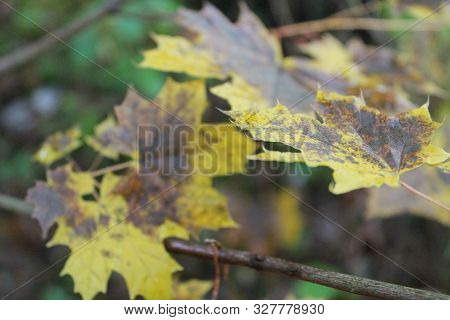 Yellow Leaf Of Maple Tree In Autumn Park