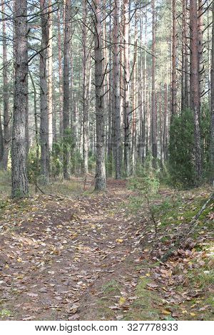 Calm Empty Path Through Autumn Forest In Sunny Day