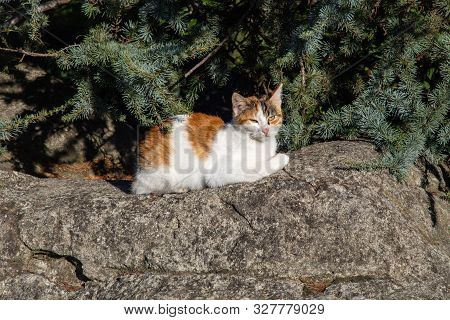 Tabby White Orange Cat Lazy And Sleepy On Stone Backround Stone Pine