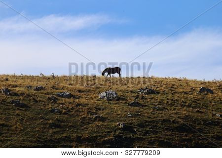 National Park Of Abruzzo, Lazio And Molise - A Horse In The Pasture