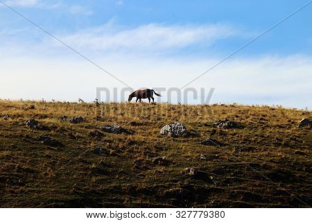 National Park Of Abruzzo, Lazio And Molise - A Horse In The Pasture