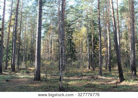 Panorama Of Pine Forest In Warm Sunny Autumn Day