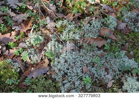 White Moss With Dry Autumn Oak Leaves