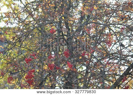 Rare Black Thrush Birds Feeding Red Berry On Rowan Tree