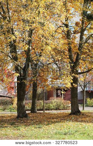 Beautiful Calm Path Through Autumn Park Covered Golden Leaves