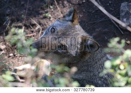 The Wolves In The Wildlife Area Of Civitella Alfedena