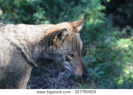 The Wolves In The Wildlife Area Of Civitella Alfedena