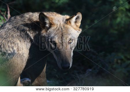 The Wolves In The Wildlife Area Of Civitella Alfedena