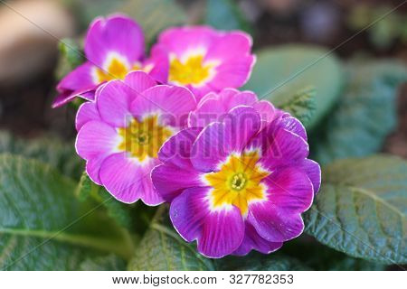 Closeup View Colorful Flower Primrose , Primula Vulgaris.primula Is An Spring Flower. Primula Is A G
