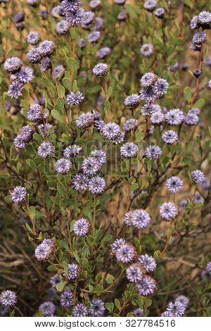 Purple Globularia Cordifolia Flowers In The Mountain In Albacete, Spain