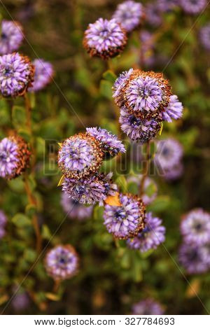 Purple Globularia Cordifolia Flowers In The Mountain In Albacete, Spain