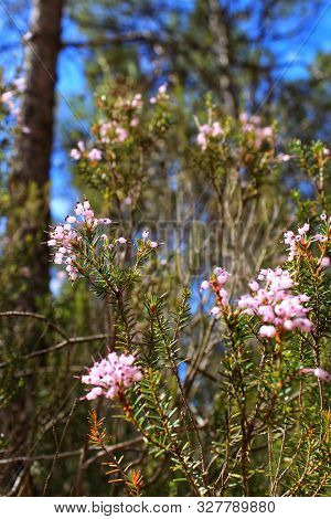Erica Canaliculata Pink Flowers In The Mountain In Spring