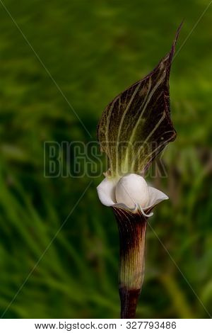 Arisaema Sikokianum, Japanese Jack-in-the-pulpit, Selective Focus, In Nature