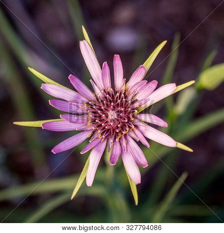 Purple Salsify, Tragopogon Porrifolius, Flower, Top View, In Nature