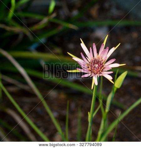 Purple Salsify, Tragopogon Porrifolius, Flower, In Nature