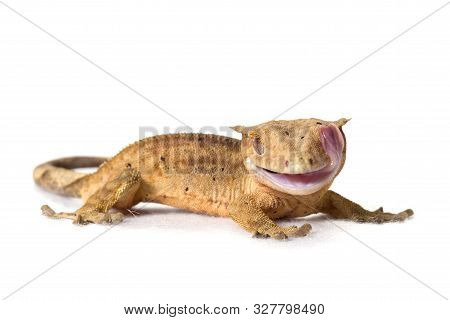 Yellow Brindle Crested Gecko Isolated On White Background