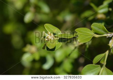 Japanese Box Branch With Flowers - Latin Name - Buxus Microphylla Var. Japonica