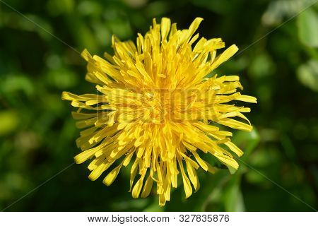 Common Dandelion Yellow Flower - Latin Name - Taraxacum Officinale
