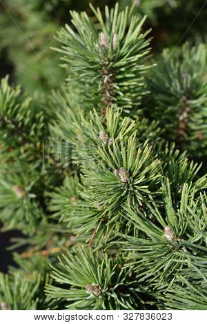Dwarf Mountain Pine Limerick - Latin Name - Pinus Mugo Limerick
