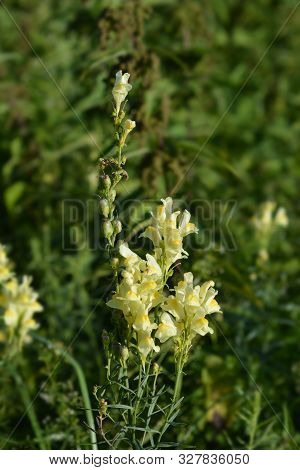 Common Toadflax Yellow Flowers - Latin Name - Linaria Vulgaris