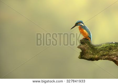 Common Kingfisher (alcedo Atthis)   Sitting On A Branch Above A Pool In The Forest Of Overijssel (tw