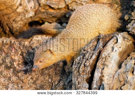 Baby Yellow Mongoose Sitting In A Dead Tree In Morning Sun