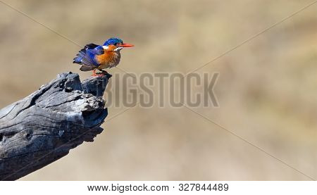 One Malachite Kingfisher Sitting On A Log In The Sun With Brown Background