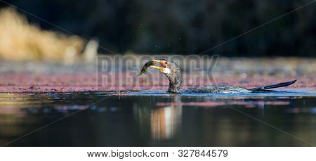 Single Reed Cormorant Catch A Fish A Pond Ready To Swallow