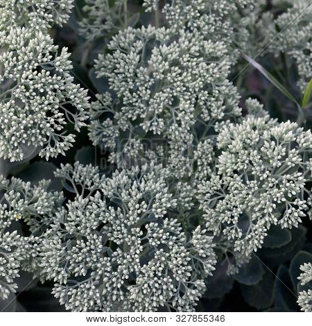 Lot Of Blooming Hylotelephium Telephium White Flowers With Green Leaves And Stems