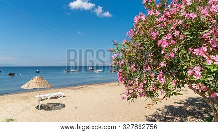 Beach Of Erdek With Beach Umbrellas And Pink Flowers With A View Of Sea Of Marmara
