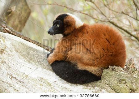 Lémur à ventre roux (eulemur Rubriventer)