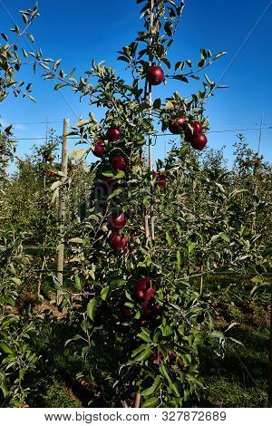 Applie season is here, very fall autumn has plentful of beautiful red fruit to enjoy