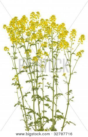 Barbarea Vulgaris