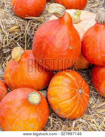 Several Hokkaido Pumpkins On Straw At A Market Stall In Autumn